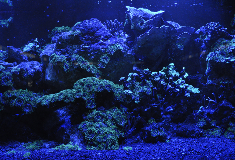 Marine aquarium lit blue